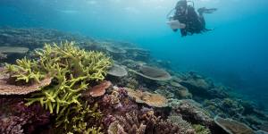 The Great Barrier Reef is already dealing with the impacts of agricultural runoff.