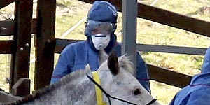 Biosecurity Queensland staff take samples from horses on a property in Mt Alford in 2011.