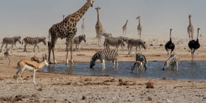 Numerous species gathering at a waterhole at Etosha Pan,Namibia.