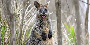 Wallaby populations in Mount Martha have exploded,leaving some starving.