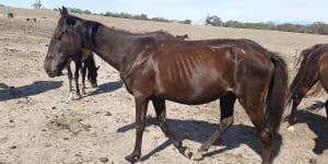 Lifetime ban for woman who starved horses at Ararat property
