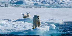 A female polar bear and cubs on the ice.