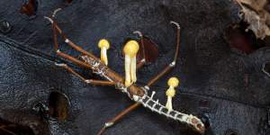 A Cordyceps fungus in a stick insect in a tropical rainforest.