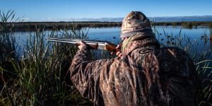 Feathers ruffled:Unions vow to shut out Labor if duck hunting banned