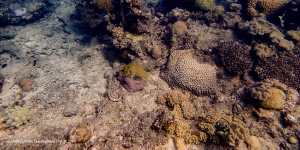 ‘Worst fears realised’:One-third of corals dead on section of Barrier Reef