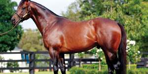 Perfect match:I Am Invincible is one of Australia's most sought-after sires.