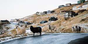 There are more sheep than humans in the Faroes.