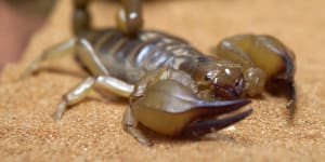 Three stung to death,450 bitten as rains send scorpions into Egyptian homes