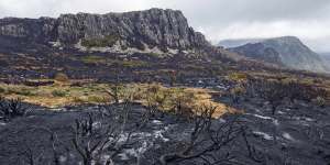 Bushfire planning blindspots leave vulnerable wildlife exposed