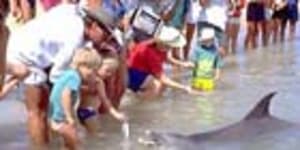 Visitors feed the dolphins on the beach at Monkey Mia