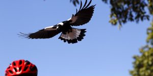 Cyclist dies after swooping magpie causes bike crash