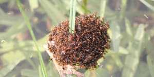Fire ants forming a raft in floodwaters in South East Queensland in January.