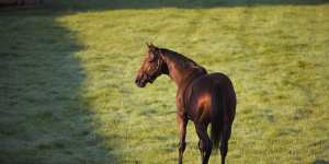 The Melbourne Cup icon who’s never been to Flemington