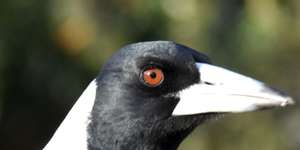 The magpie is an independent bird.