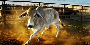 The Australian enterprise trying to curb the methane belched by livestock