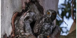 Hoo’s out there:Powerful owls hiding among Brisbane suburbs