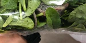 'I almost vomited':Perth woman finds mouse in Spudshed salad package