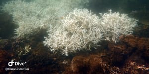 Coral bleaching near Magnetic Island on the Great Barrier Reef. The bleaching is the third such mass event in just five years.