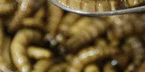 Mealworms are now being farmed in France.