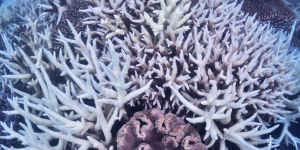 Coral bleaching on the Great Barrier Reef. 