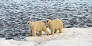 Seeing polar bears in Norway's Svalbard via cruise ship