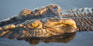 Soldiers seriously mauled in far north Queensland croc attack