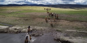 The government could consider aerial shooting of feral horses as part of its new management plan.