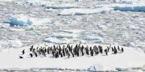 'Like listening to the song of the earth':New Antarctica exhibit opens