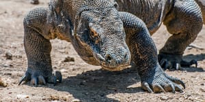 Komodo Island is banning tourists because they steal the dragons
