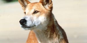 Fraser Island local demands action after dingo mauls toddler