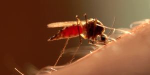 A female mosquito feeding