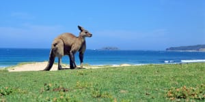 Roaming dogs'destroying'wildlife on North Stradbroke:Indigenous owners