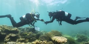 Coral bleaching recorded along WA coast as heat resilient reef projects start up