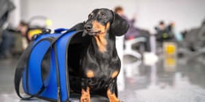 Obedient dachshund dog sits in blue pet carrier in public place and waits the owner. 