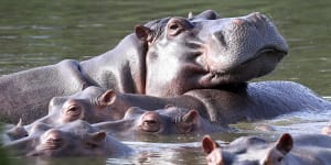 Hippos float in the lagoon at Hacienda Napoles Park,once the private estate of drug kingpin Pablo Escobar.