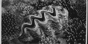 From the Archives,1992:Navy mobilises to save 90,000 giant clams