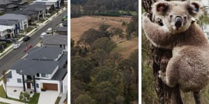 73,000 homes on hold as minister prioritises koala habitats