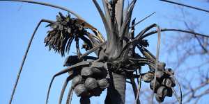 A burnt coconut tree in Lahaina,Hawaii.