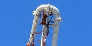The possum was shaken off the boom pump crane and fell on the cement 30 metres below.