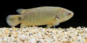 The climbing perch has spikes that can kill birds and other fish.