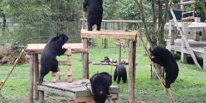 Safe houses- bears at the Tam Dao sanctuary in Vietnam.