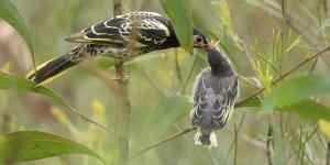 A zoo-bred regent honeyeater released in 2021 feeds a chick raised in the wild.