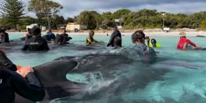 Mass whale rescue underway off WA beach