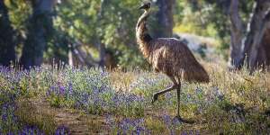 An emu on the Arkaba Conservancy,Flinders Ranges,South Australia.