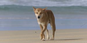 Dingo euthanised after biting child and woman on Fraser Island