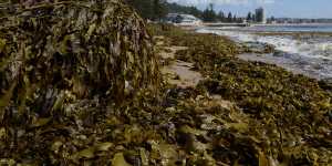 Collaroy Beach closed after wall of seaweed washes ashore