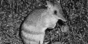 From the Archives,1993:The bandicoot leaps back from the brink