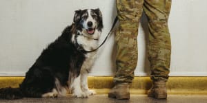 Dogs who risk their lives in warzones could join the RSL