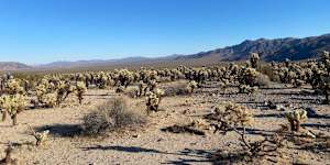 Music Valley in California,home to Dateline Resources’ expanded heavy rare earths project of the same name. 