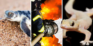 Turtles,PFAS,firefighting foam,Gecko,main picture,Chevron Gorgon WAtoday. Pictures:Getty Images